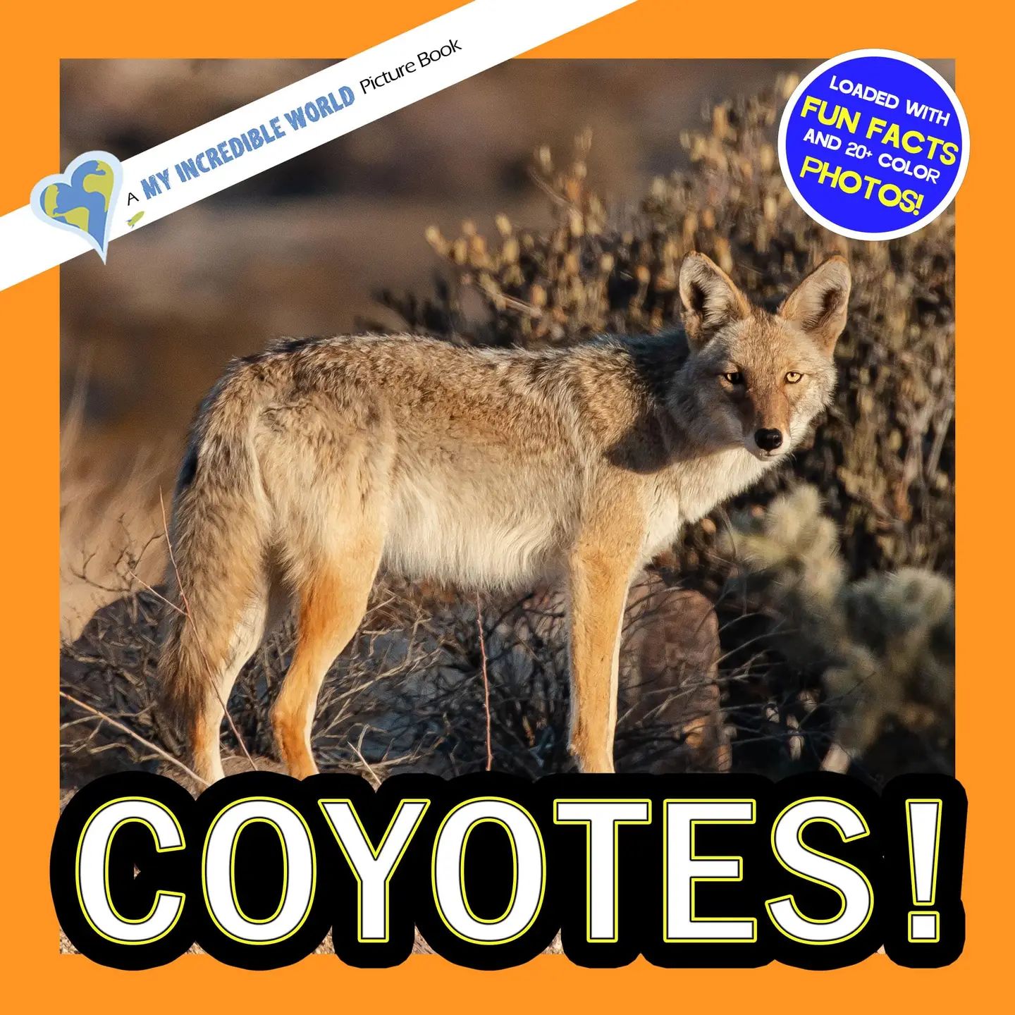 Coyotes!