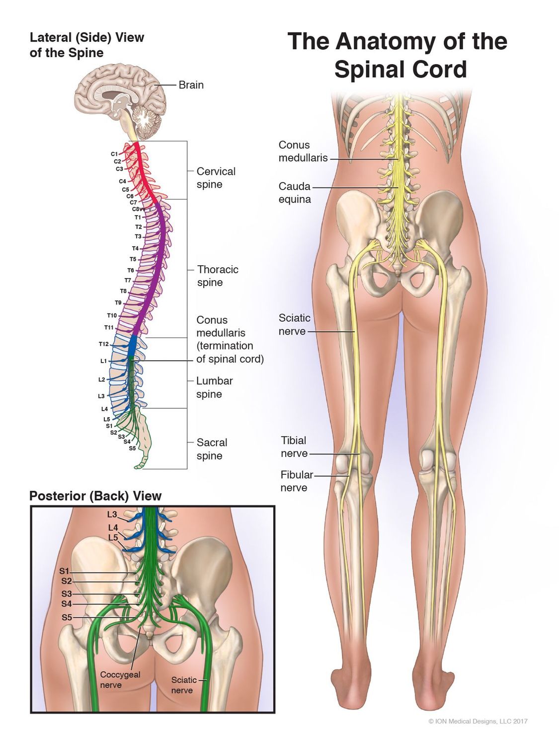 ​Anatomy of the Spinal Cord