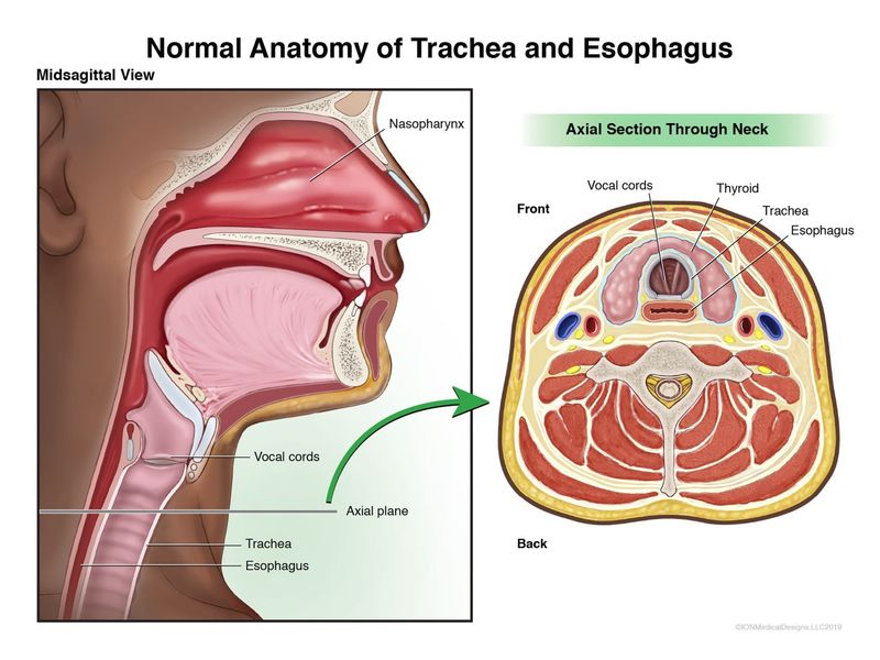 ​Normal Anatomy of the Trachea and Esophagus