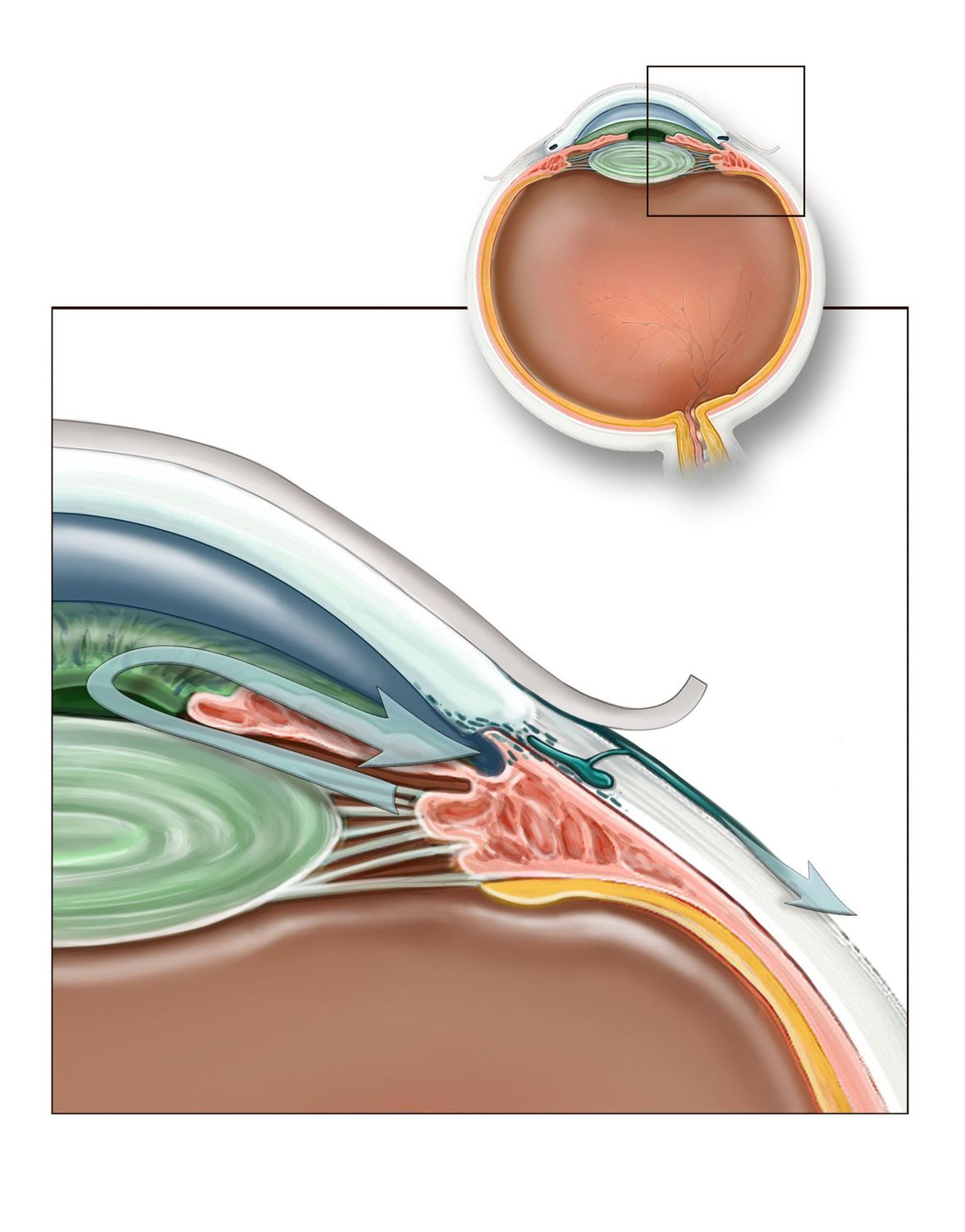 Anatomy of the Eye and Tear Duct