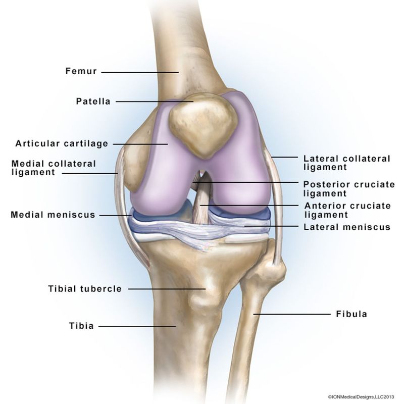 ​Anatomy of the Left Knee