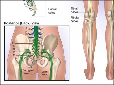 Healthy Anatomy