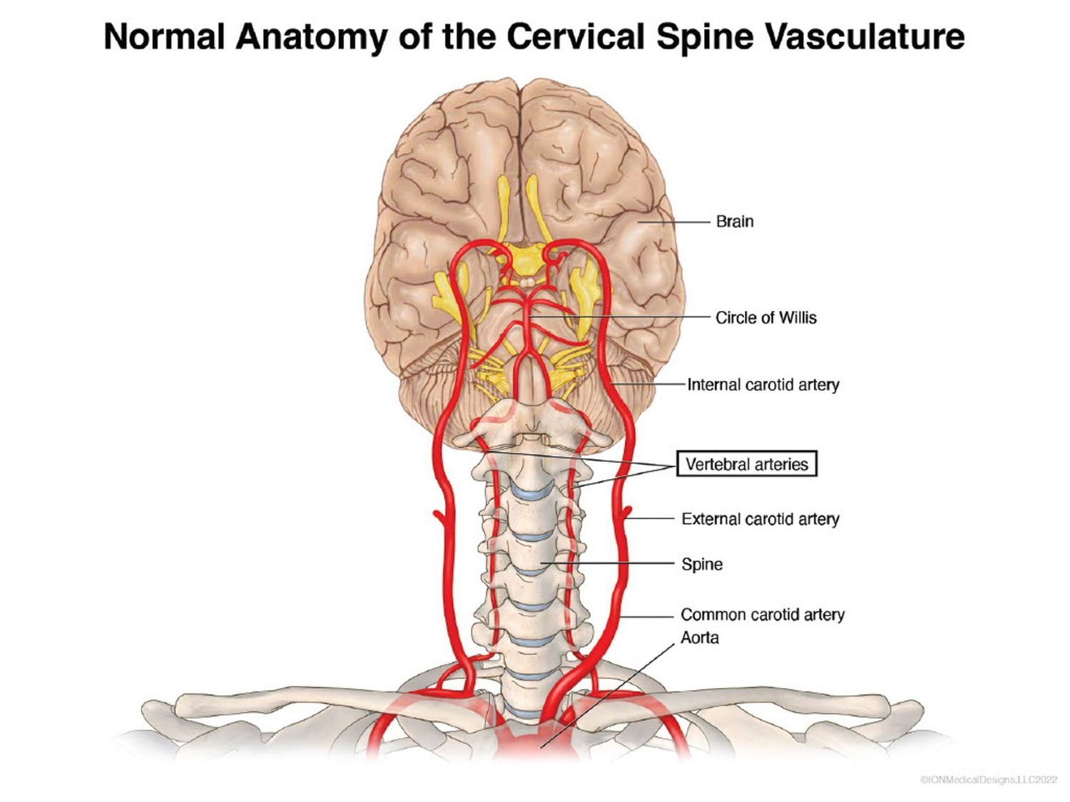 ​Normal Anatomy of the Cervical Spine Vasculature