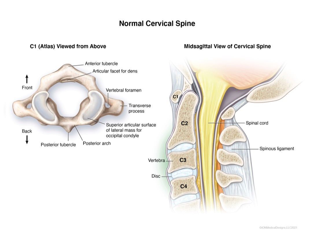 Normal Cervical Spine