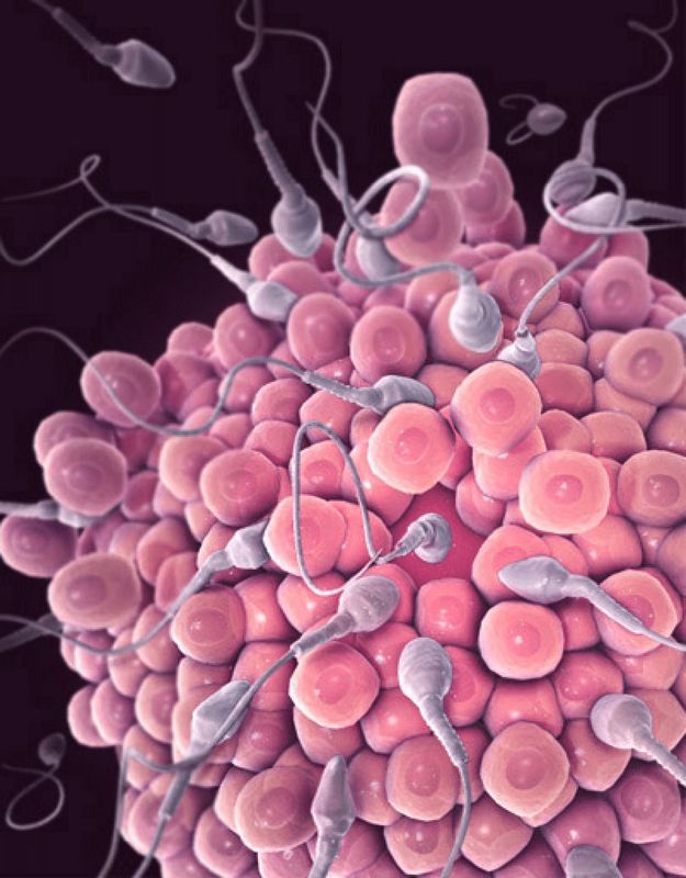 Fertilization Scene