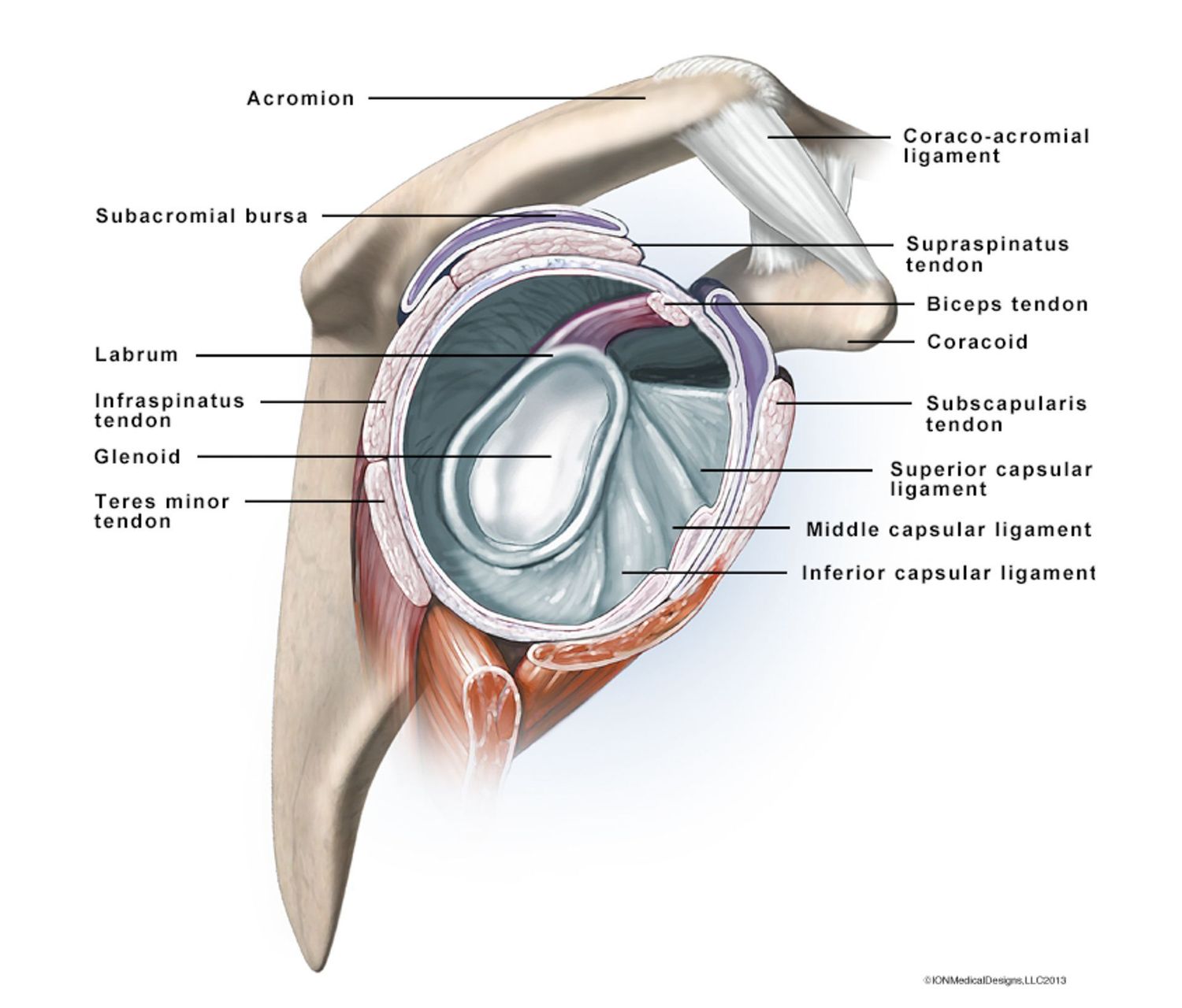 Glenoid