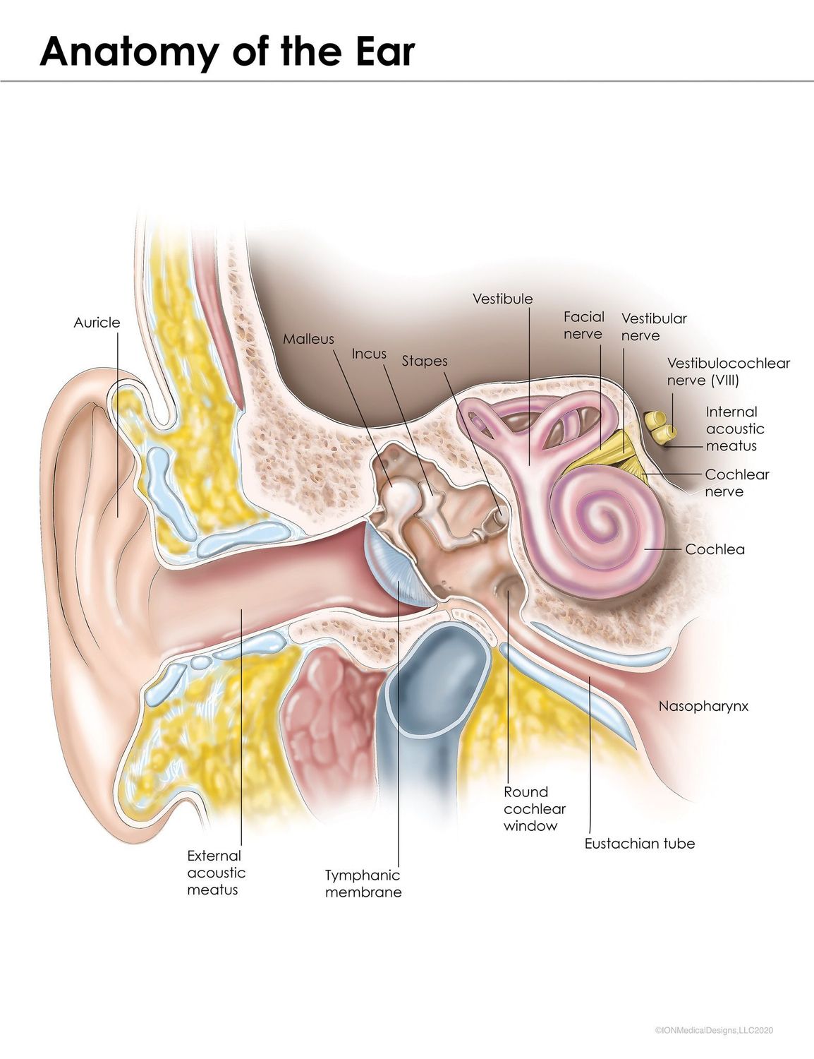 Anatomy of the Ear