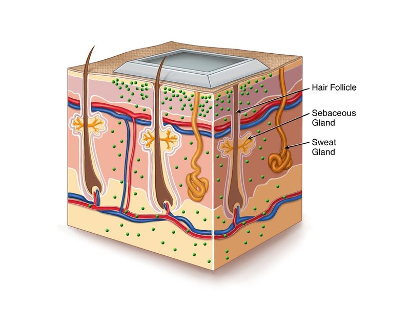 Tens Electrode Unit