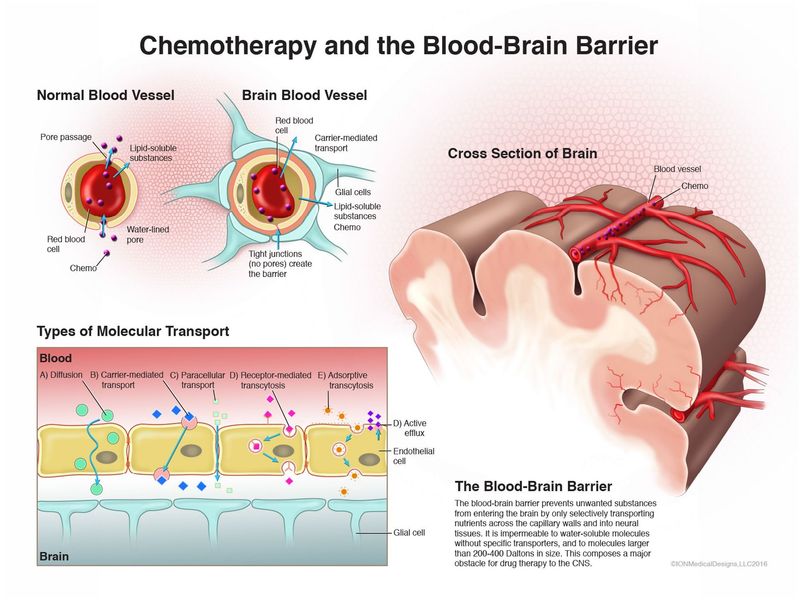 Chemotherapy and the Blood-brain Barrier