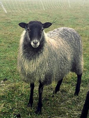 Local &amp; Regional Yarns