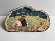 Bedded elk on tree fungus