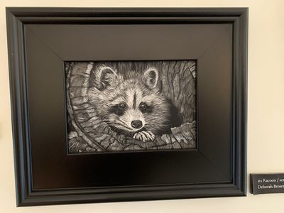 Racoon scratchboard