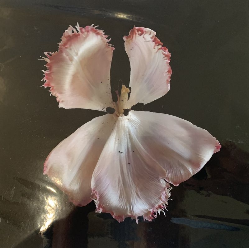 Dancing Tulip 10&quot; x 10&quot; ltd ed 1/25