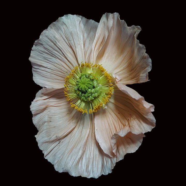 Icelandic Poppy 10&quot; x 10&quot; ltd ed 2/25