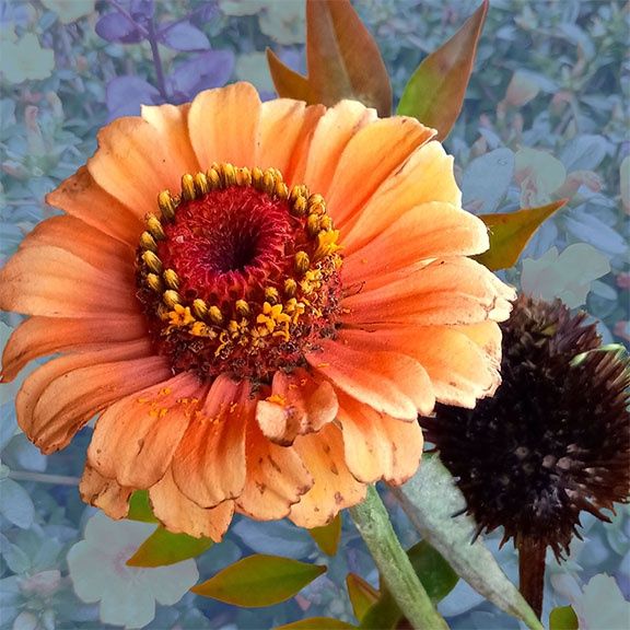 Kitchen Zinnia 10&quot; x 10&quot; linited 2/25