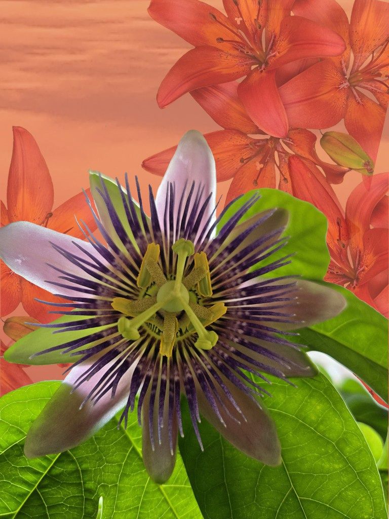 Passion Flower &amp; Orange Lilies 15&quot; x 20&quot; ltd ed 1/10