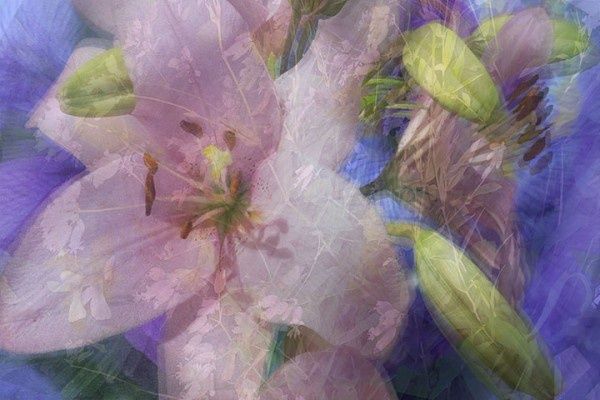 Pink Lily/Purple Iris 10&quot; x 15&quot; ltd ed 1/25