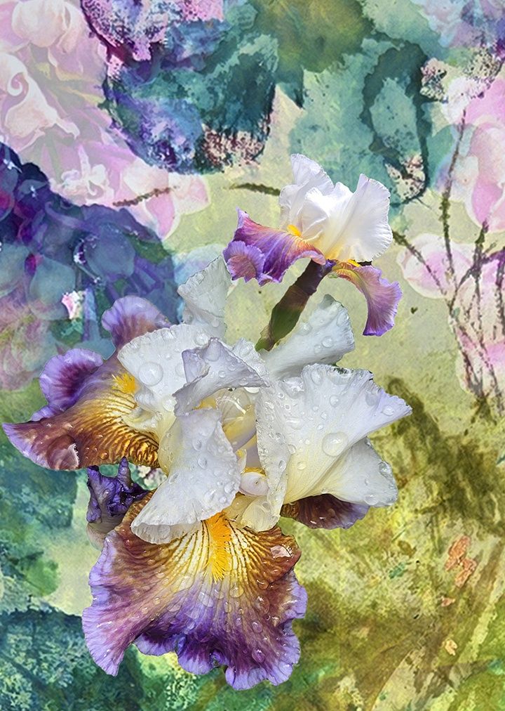 First Iris 15&quot; x 20&quot; ltd ed 1/10
