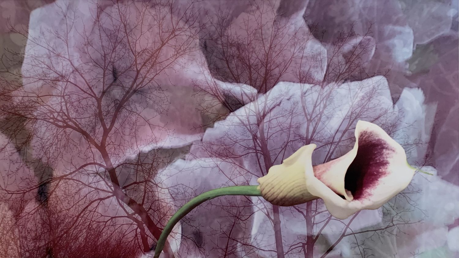 Single Lily – digital collage printed on metal