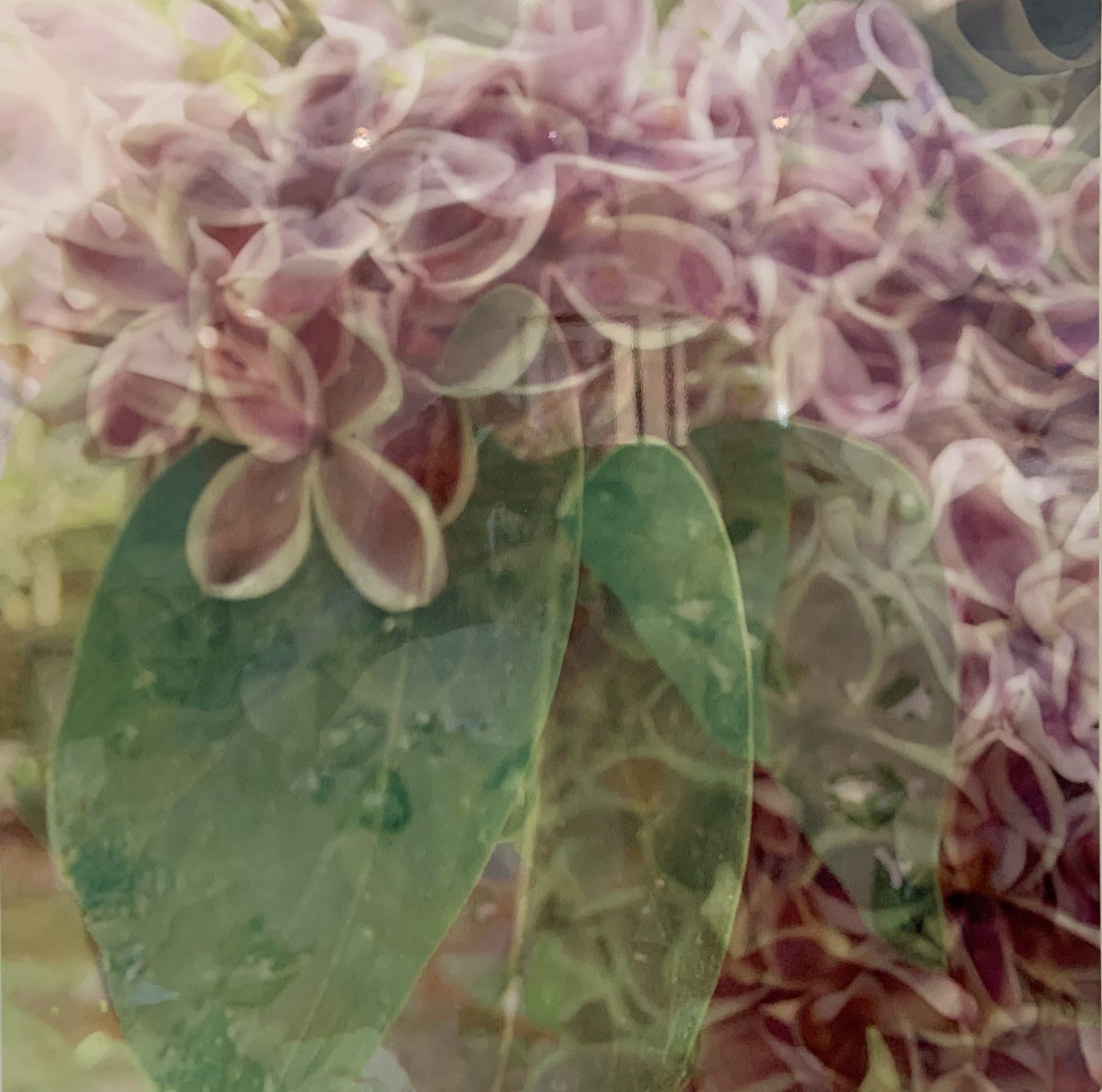 Lilacs &amp; Raindrops – digital collage printed on metal