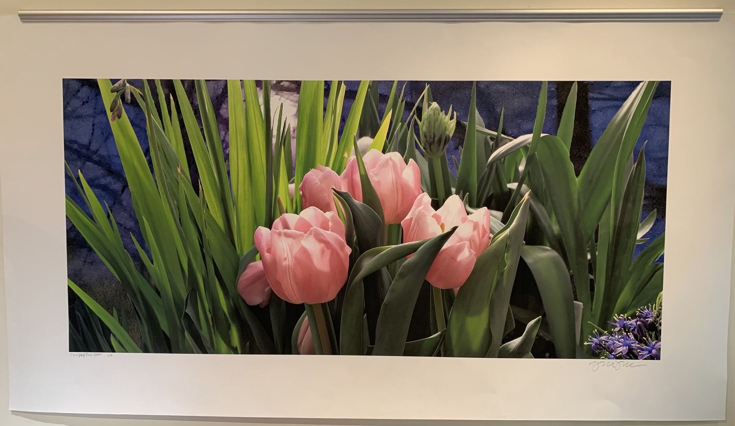 Tulips and Moon, ltd edition print 1/10, 16″X24″