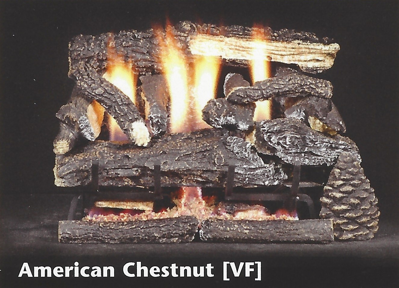 American Chestnut [VF]