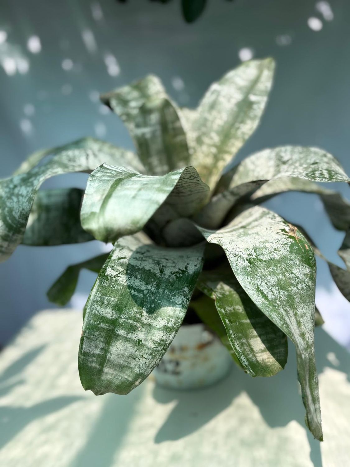 Bromelia Aechmea Fasciata