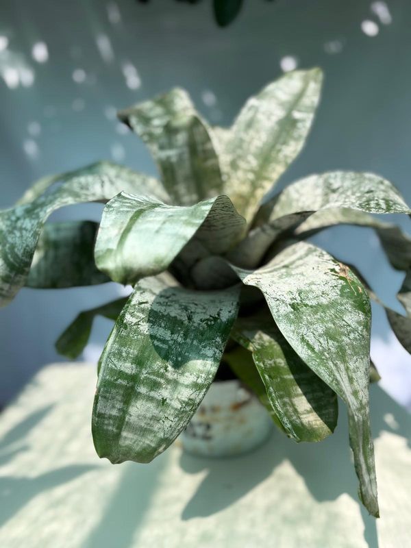 Bromelia Aechmea Fasciata