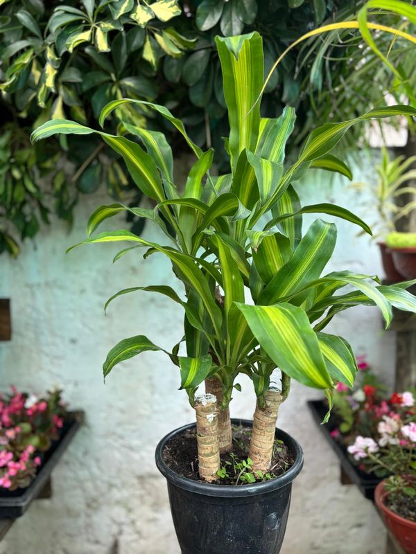 Palo de Agua