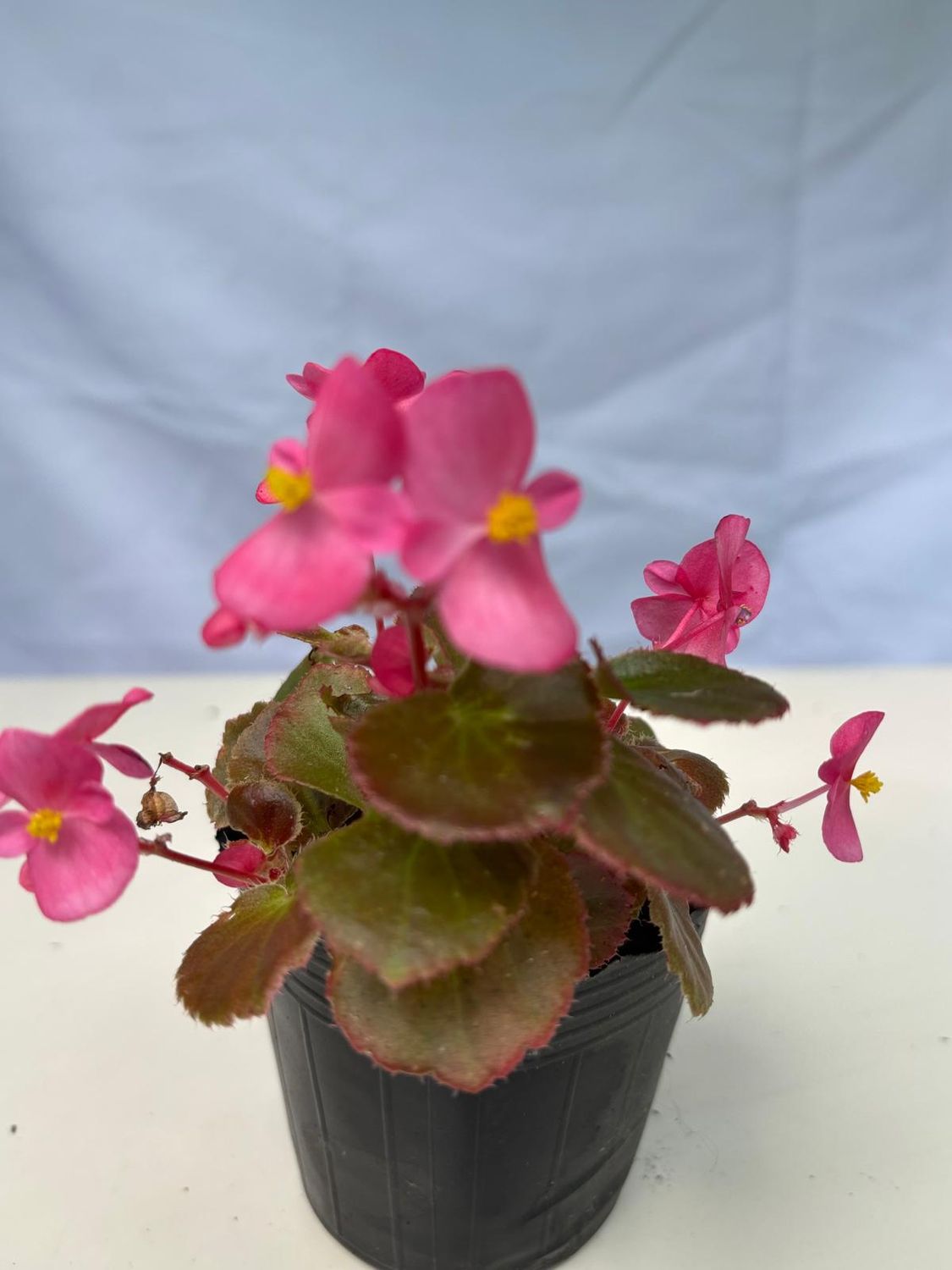 Flor de azúcar