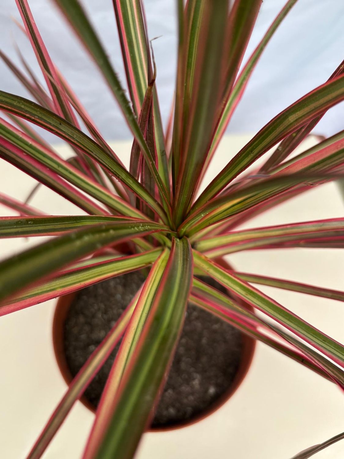 Dracena Tricolor