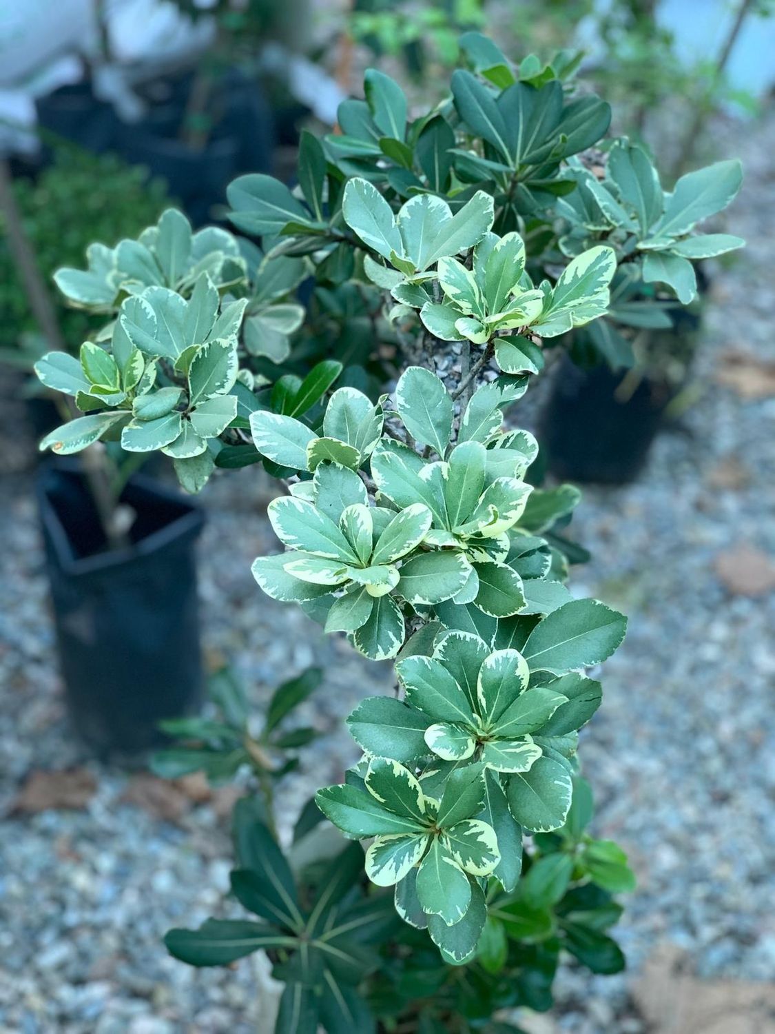 Pittosporum
