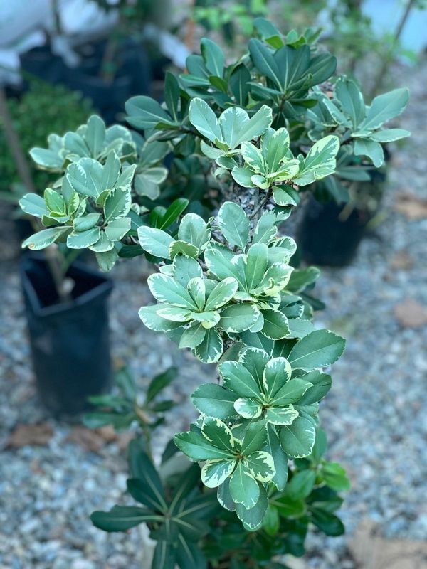 Pittosporum
