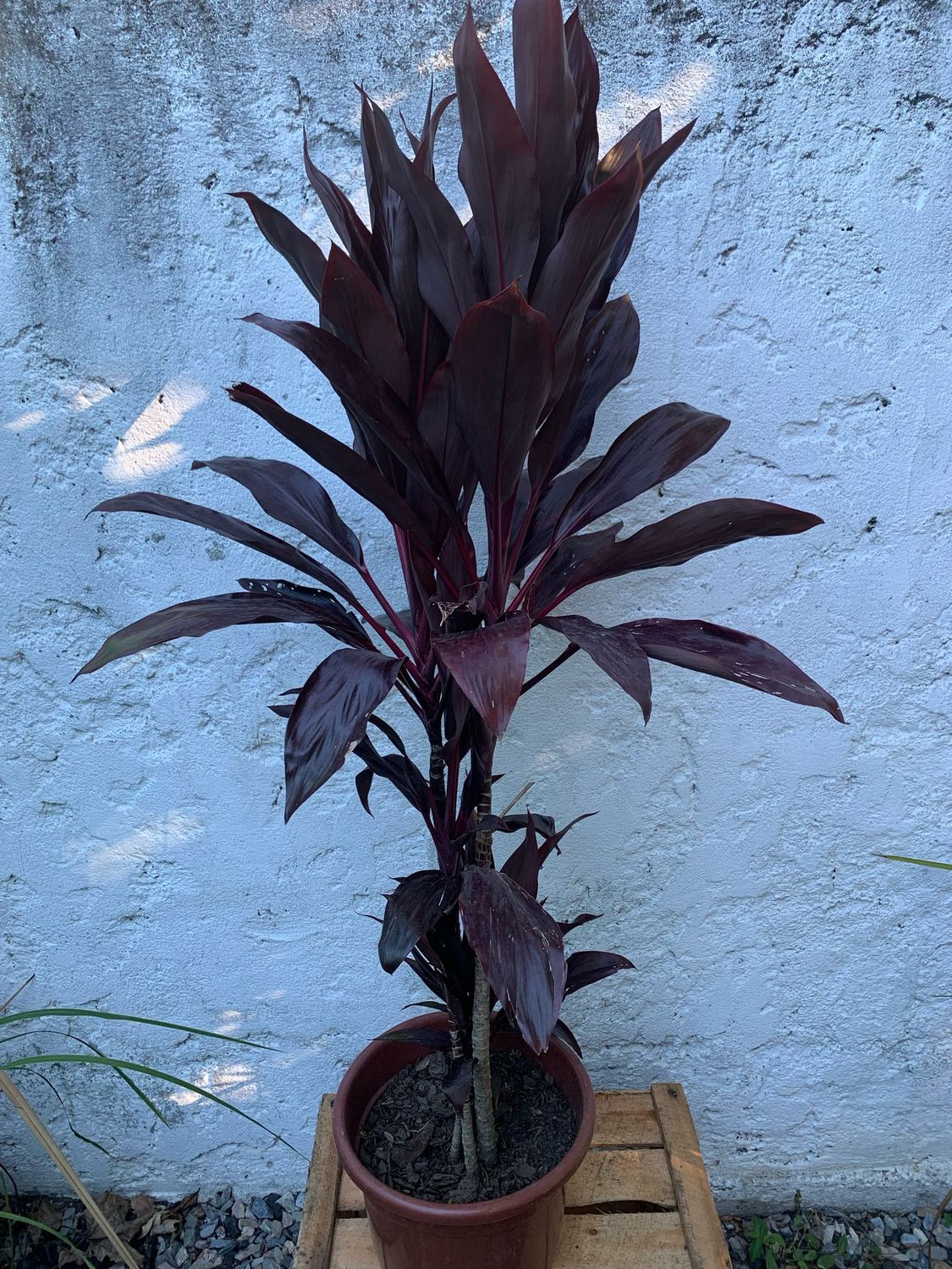 Dracena morada