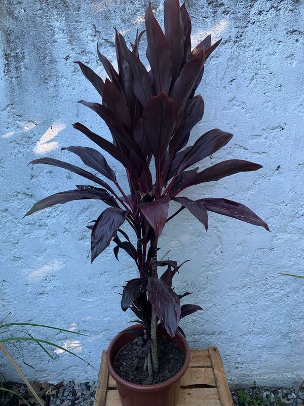 Dracena morada