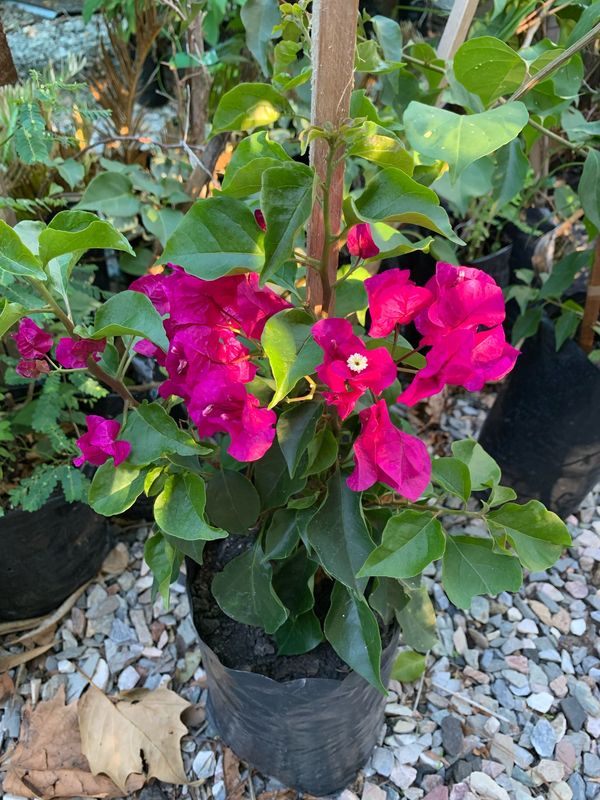 Santa Rita