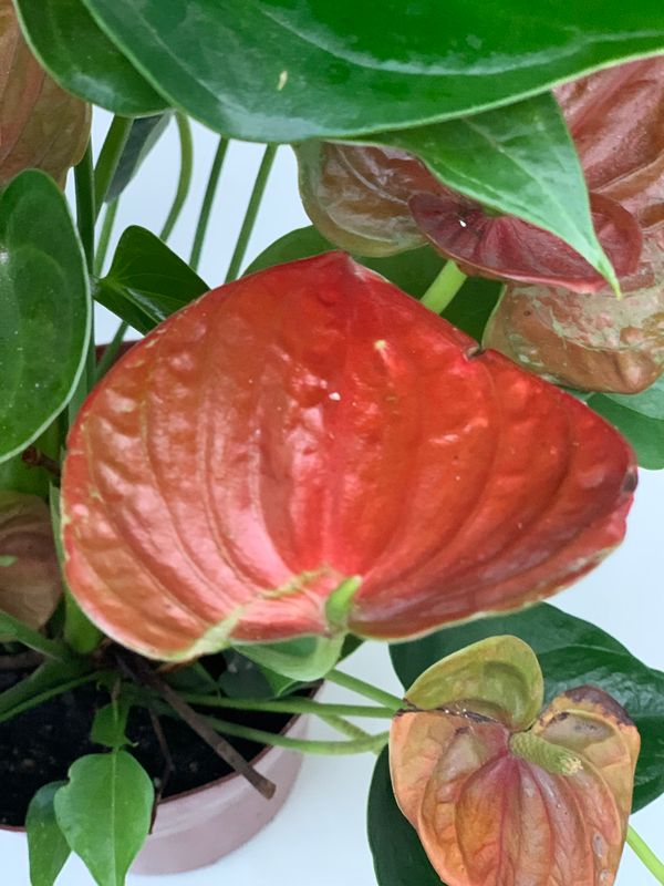 Anturio