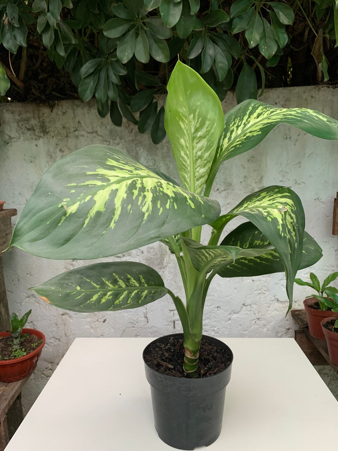 Diffenbachia