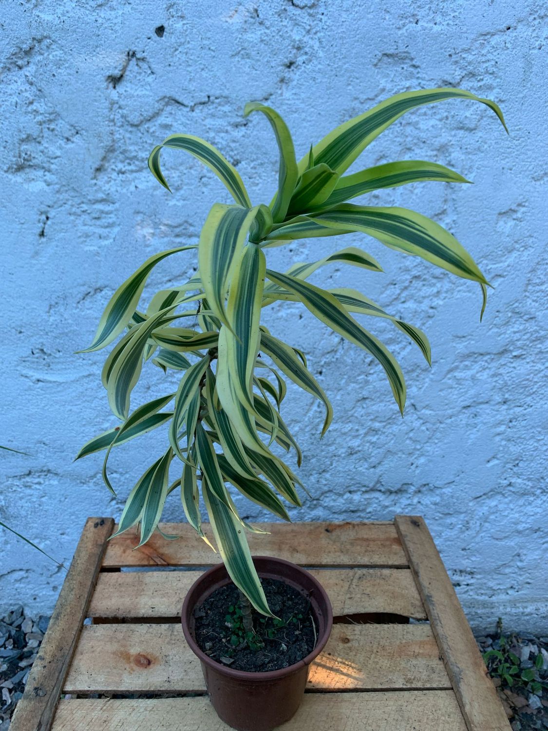 Dracenas
