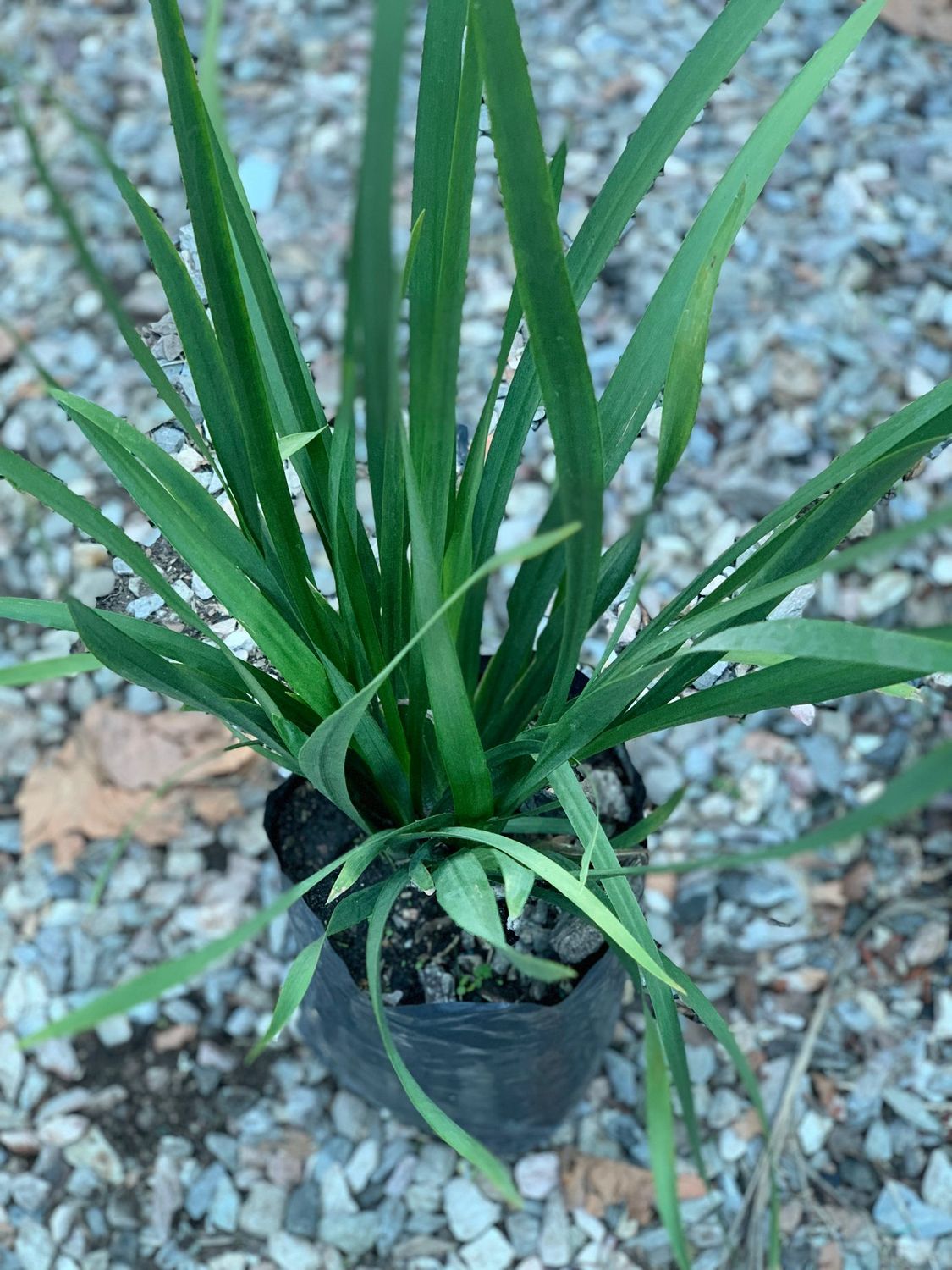 Dietes