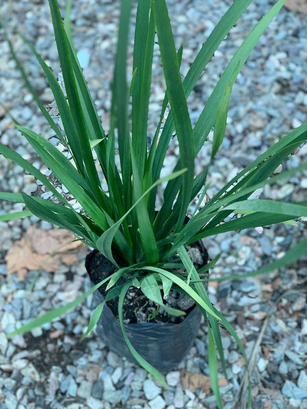 Dietes