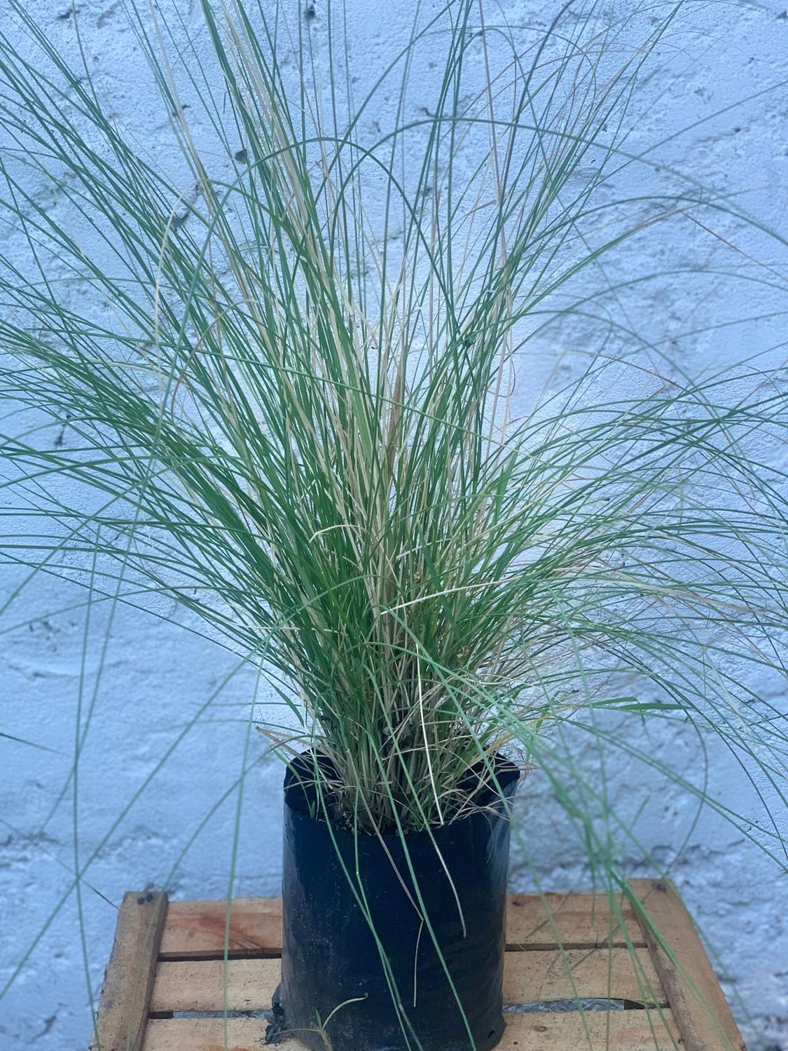 Pennisetum - Cola de zorro
