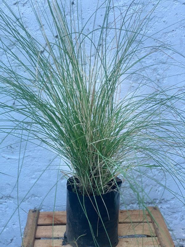 Pennisetum - Cola de zorro