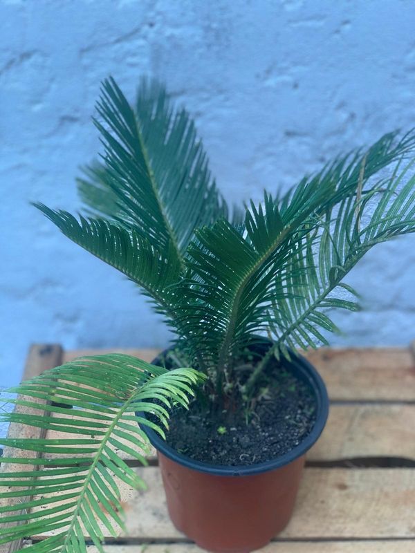 Cica palmera