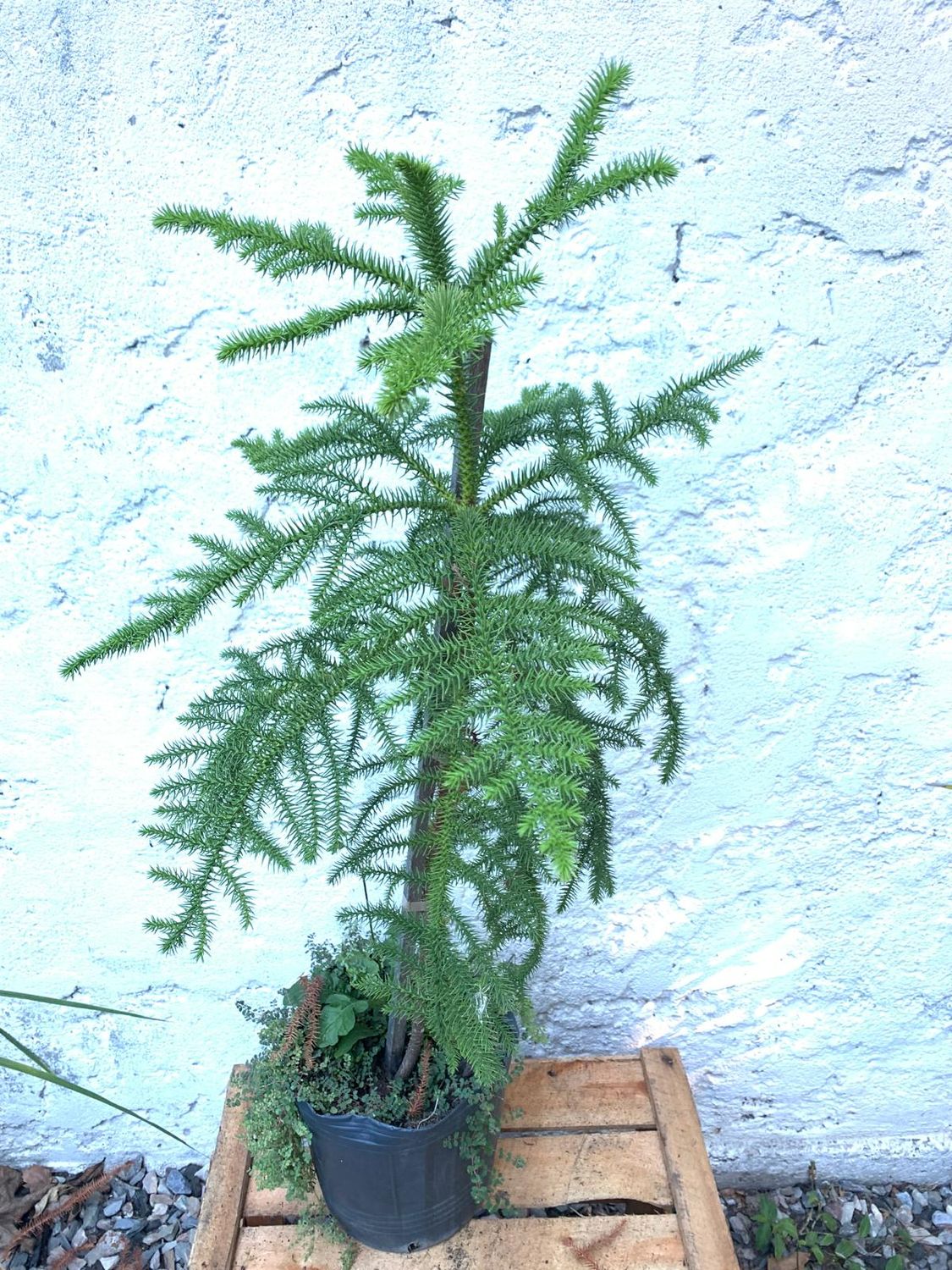 Araucaria Agustifolia