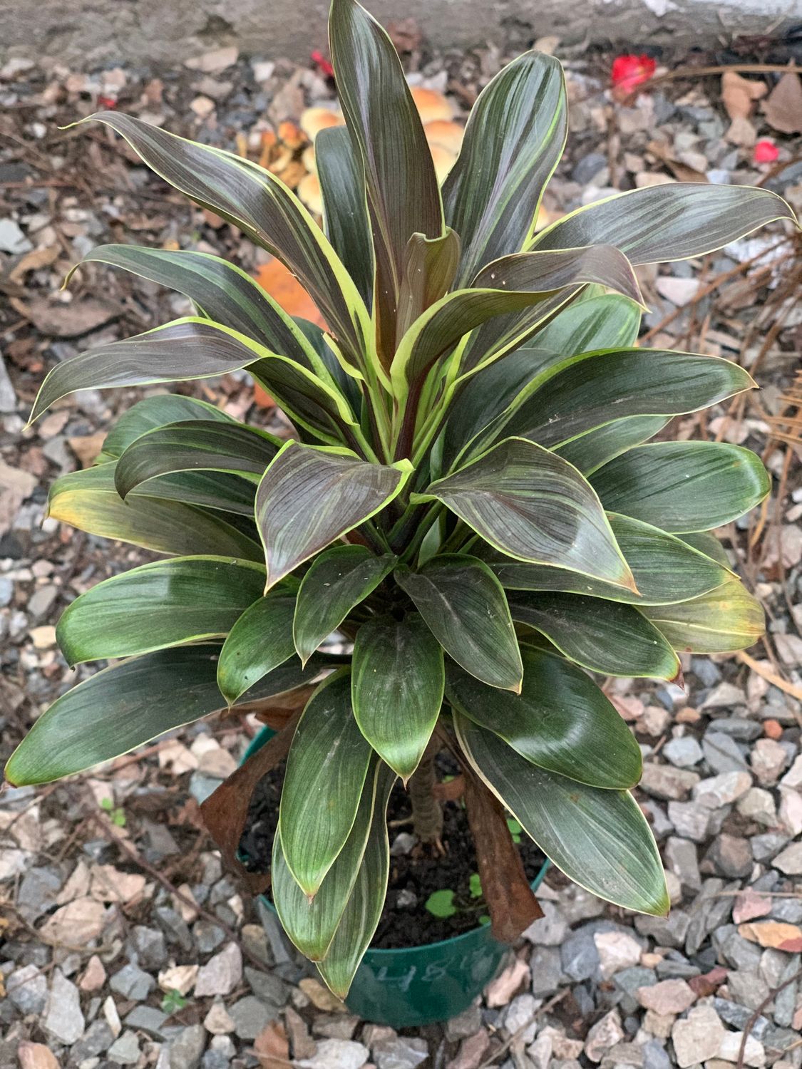 dracena cordyline