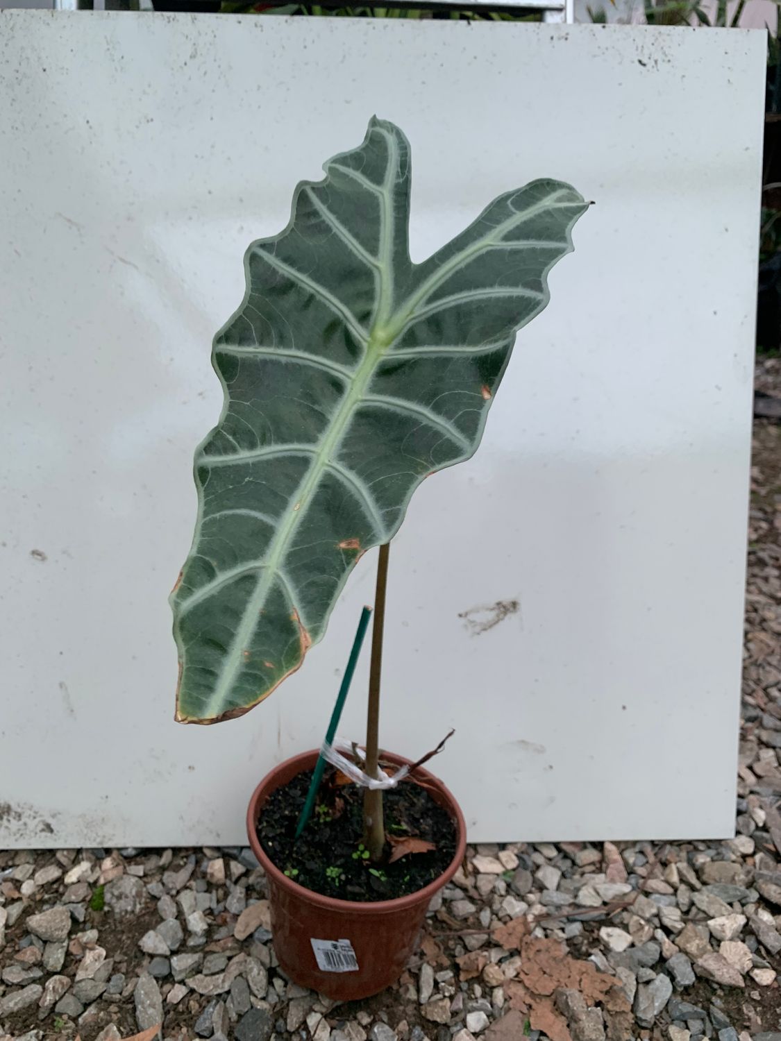 alocasia poly
