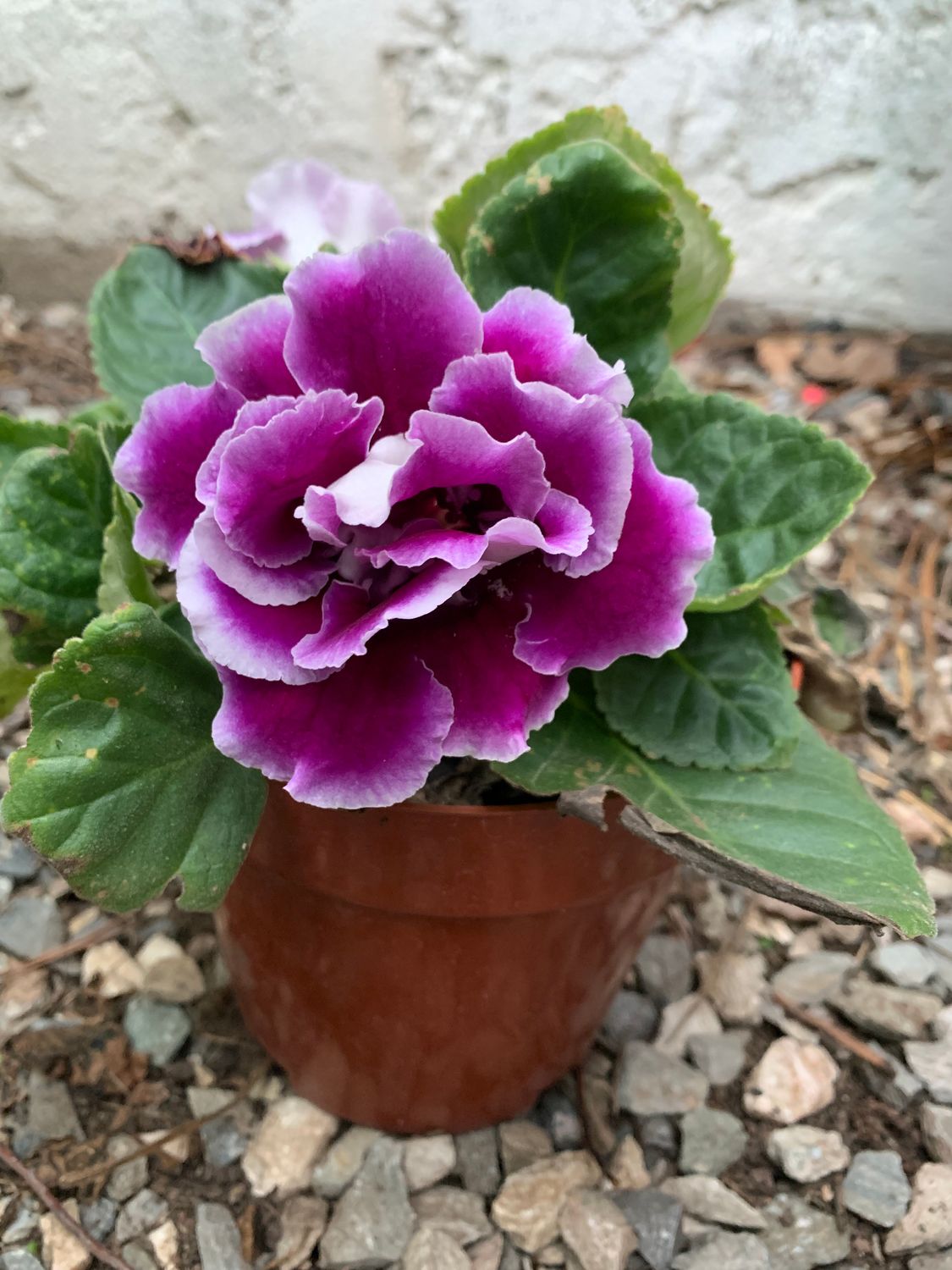 violeta africana