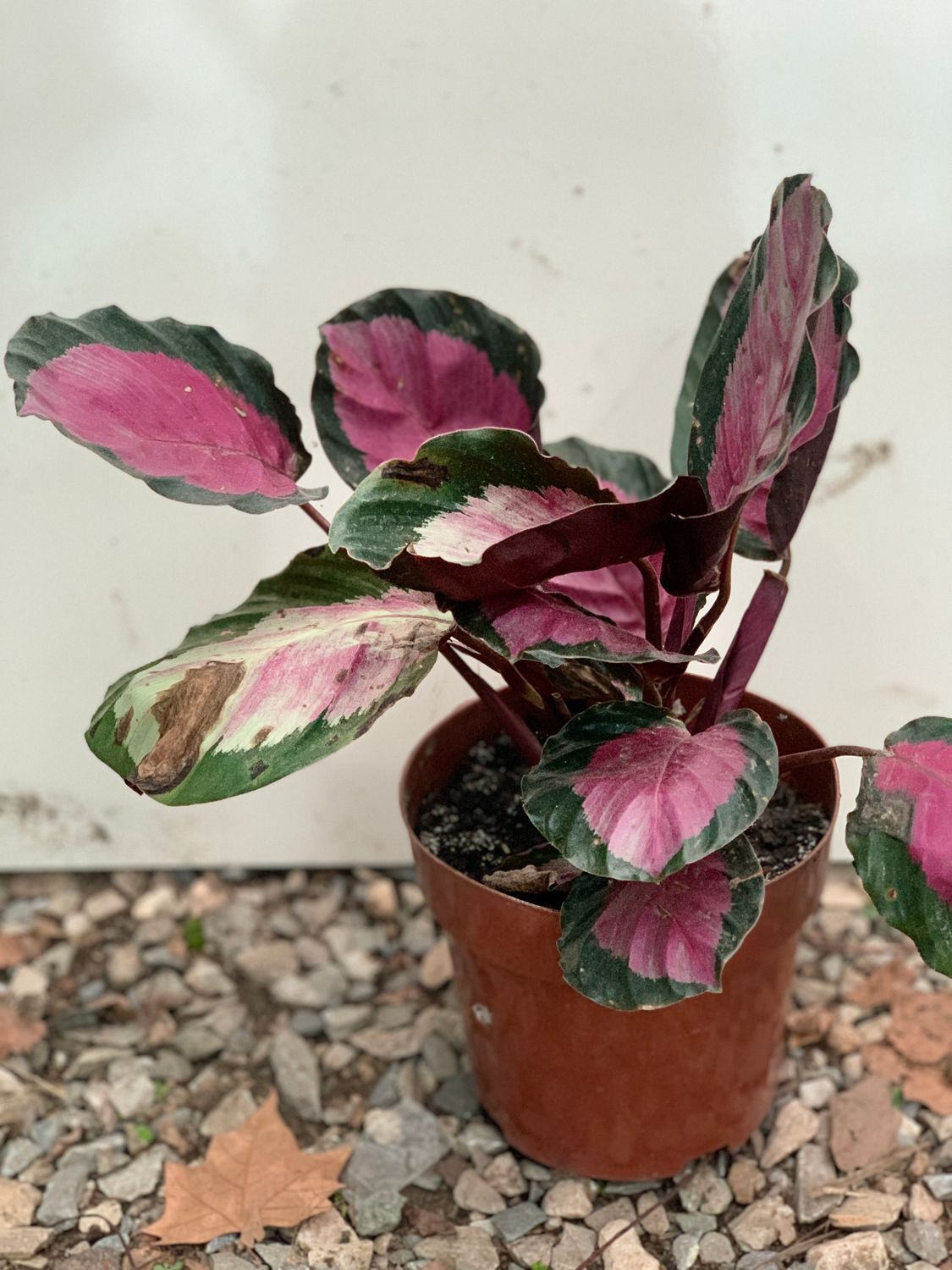 calatea rosada