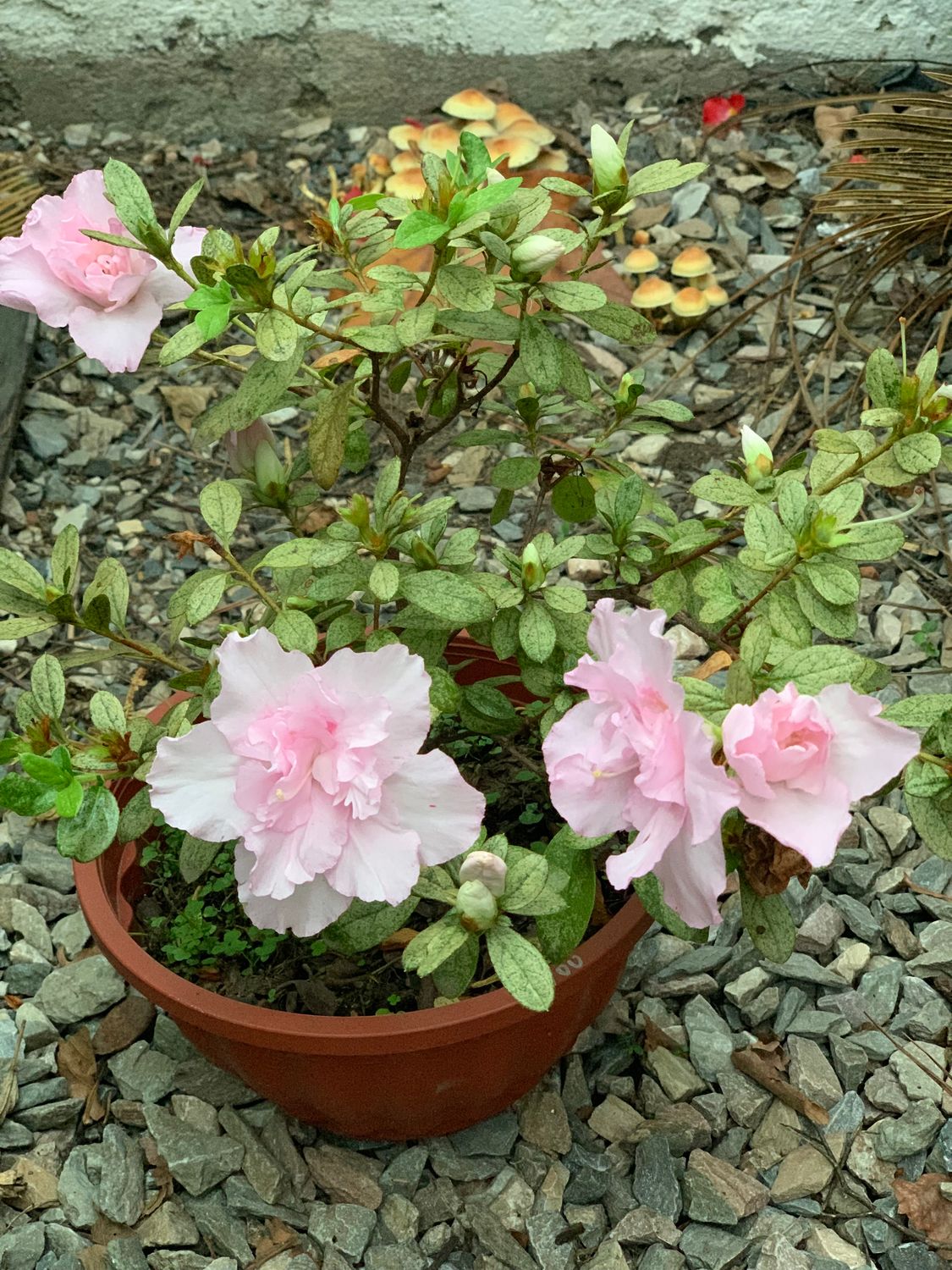 Azalea
